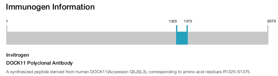 DOCK11 Polyclonal Antibody