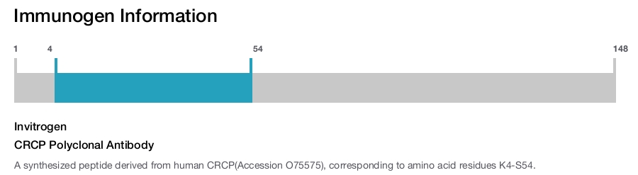 CRCP Polyclonal Antibody