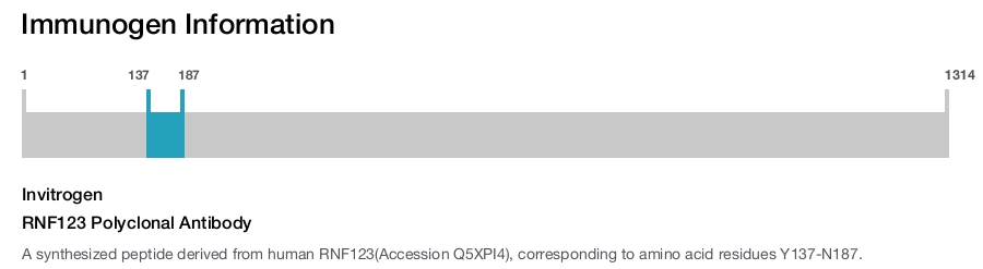 RNF123 Polyclonal Antibody