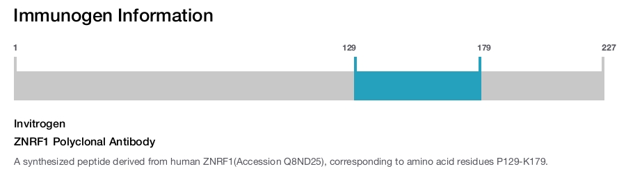 ZNRF1 Polyclonal Antibody