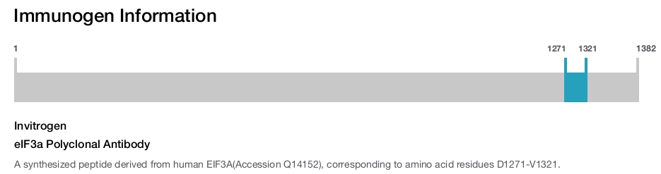 eIF3a Polyclonal Antibody