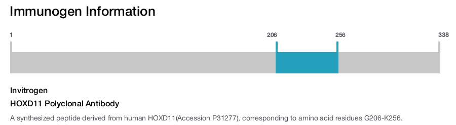 HOXD11 Polyclonal Antibody