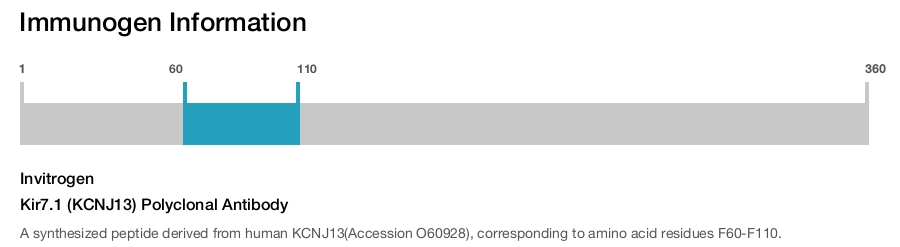 Kir7.1 (KCNJ13) Polyclonal Antibody