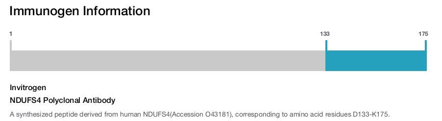 NDUFS4 Polyclonal Antibody