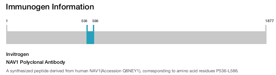 NAV1 Polyclonal Antibody