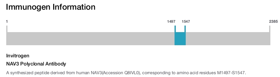 NAV3 Polyclonal Antibody