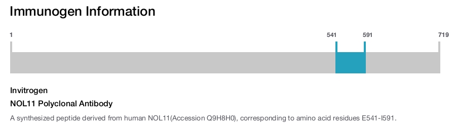 NOL11 Polyclonal Antibody