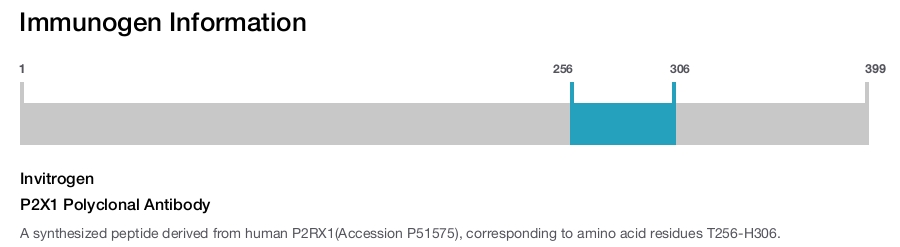 P2X1 Polyclonal Antibody