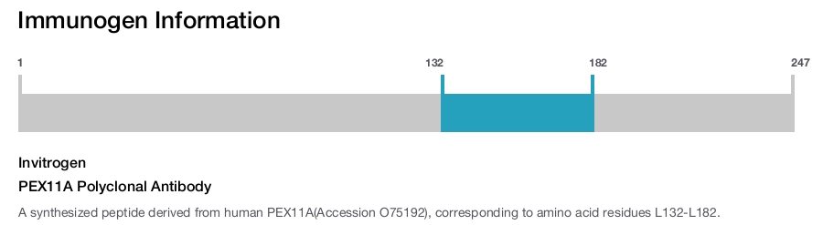 PEX11A Polyclonal Antibody
