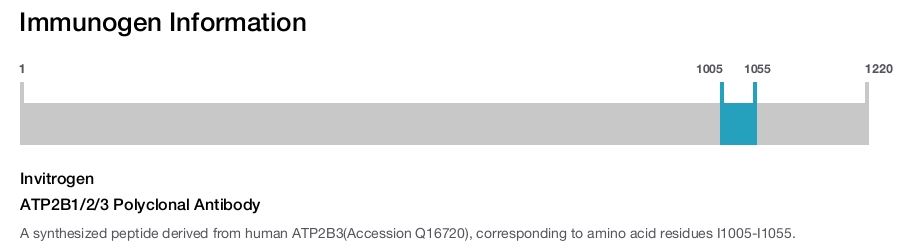 ATP2B1/2/3 Polyclonal Antibody