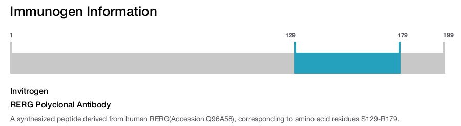 RERG Polyclonal Antibody