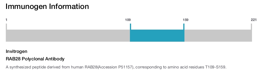 RAB28 Polyclonal Antibody