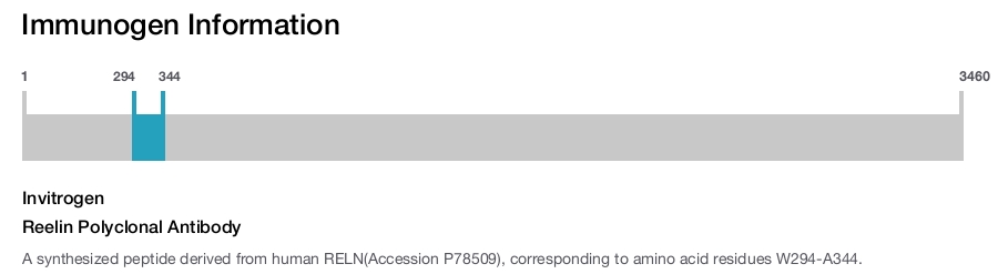 Reelin Polyclonal Antibody
