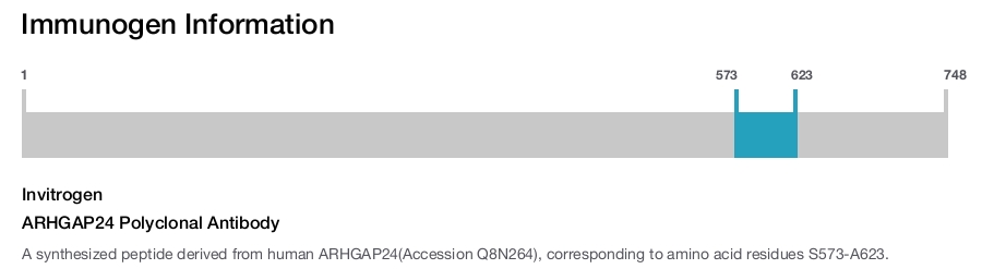 ARHGAP24 Polyclonal Antibody