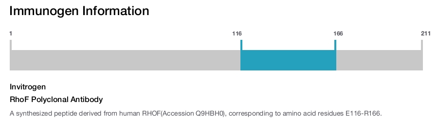 RhoF Polyclonal Antibody