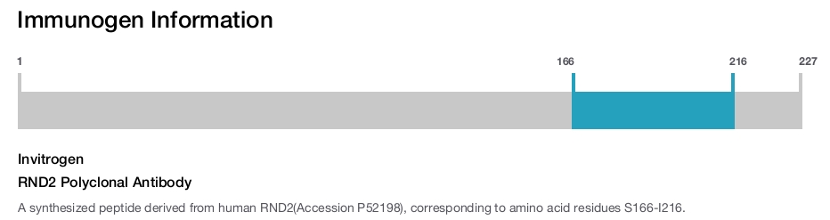 RND2 Polyclonal Antibody