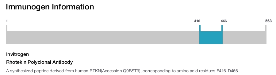 Rhotekin Polyclonal Antibody