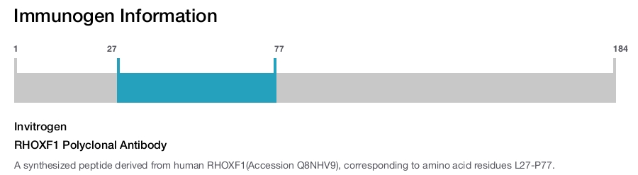 RHOXF1 Polyclonal Antibody