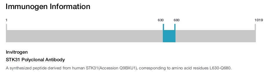 STK31 Polyclonal Antibody