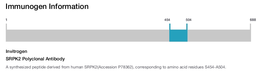 SRPK2 Polyclonal Antibody