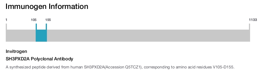 SH3PXD2A Polyclonal Antibody