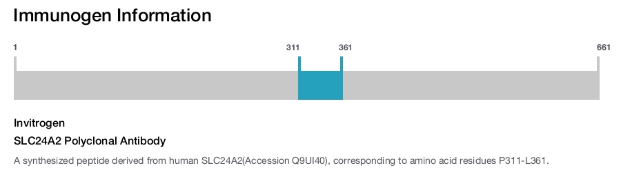 SLC24A2 Polyclonal Antibody