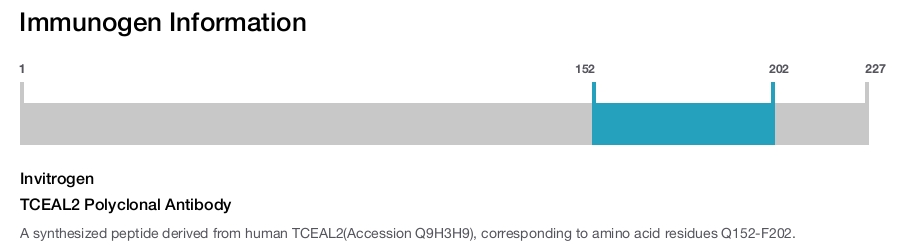 TCEAL2 Polyclonal Antibody