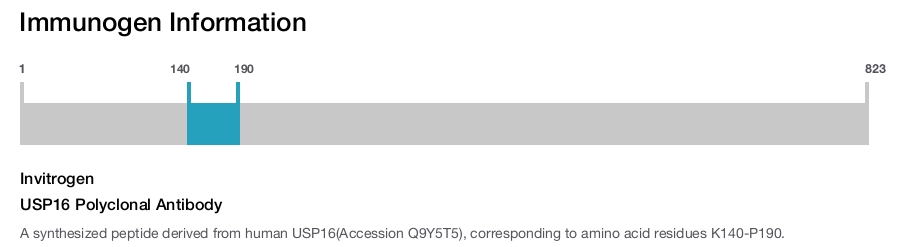 USP16 Polyclonal Antibody