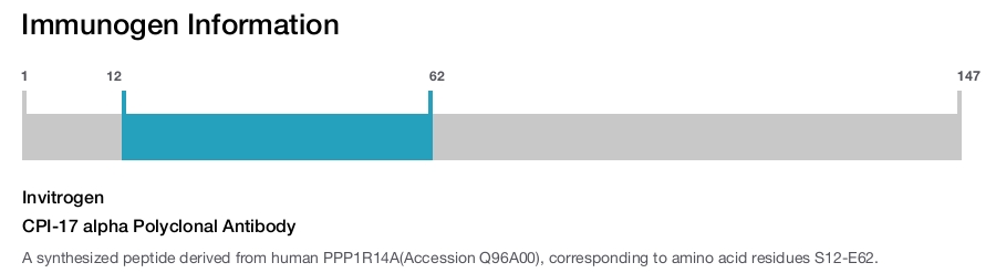 CPI-17 alpha Polyclonal Antibody