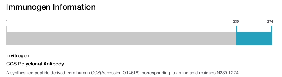 CCS Polyclonal Antibody