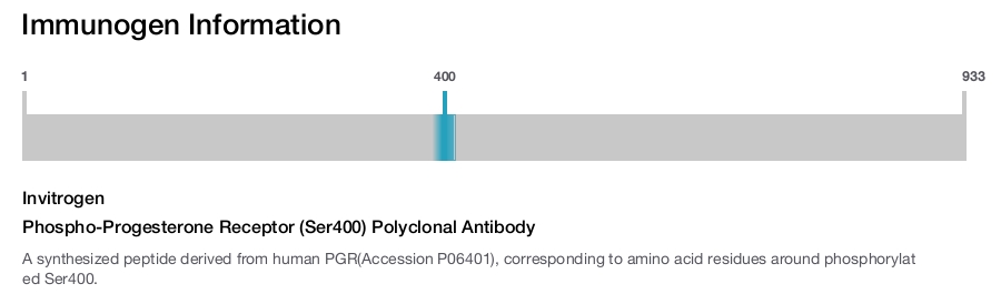 Phospho-Progesterone Receptor (Ser400) Polyclonal Antibody