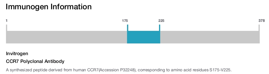CCR7 Polyclonal Antibody