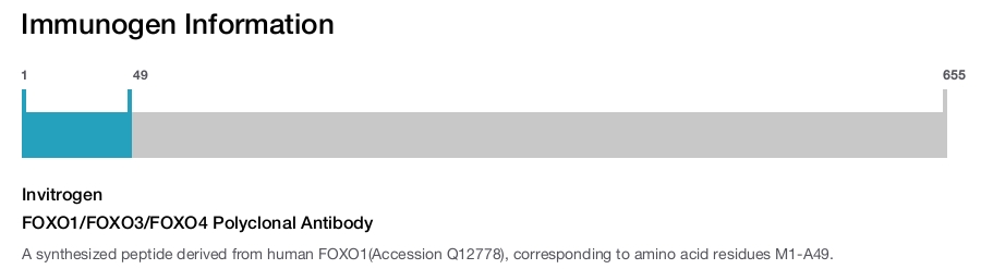 FOXO1/FOXO3/FOXO4 Polyclonal Antibody