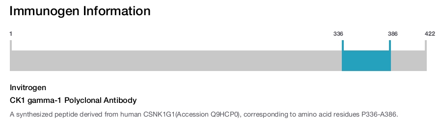 CK1 gamma-1 Polyclonal Antibody