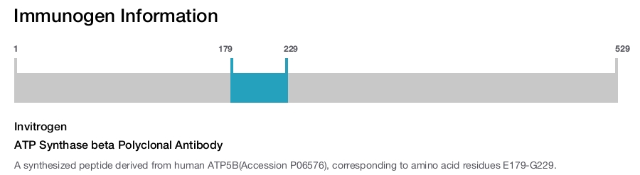 ATP Synthase beta Polyclonal Antibody