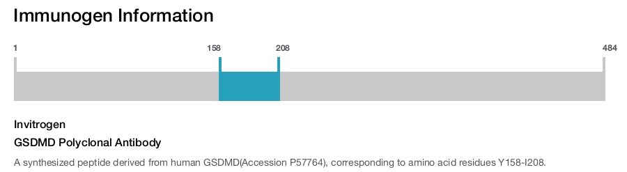 GSDMD Polyclonal Antibody
