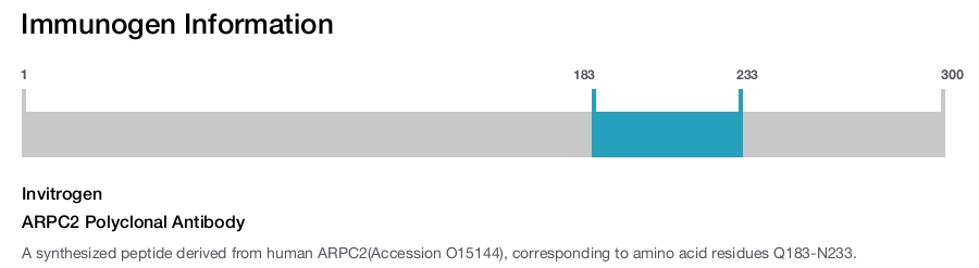 ARPC2 Polyclonal Antibody