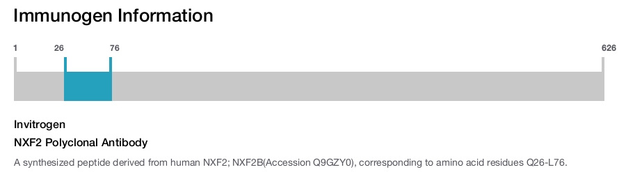 NXF2 Polyclonal Antibody