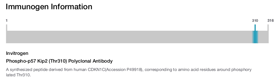Phospho-p57 Kip2 (Thr310) Polyclonal Antibody