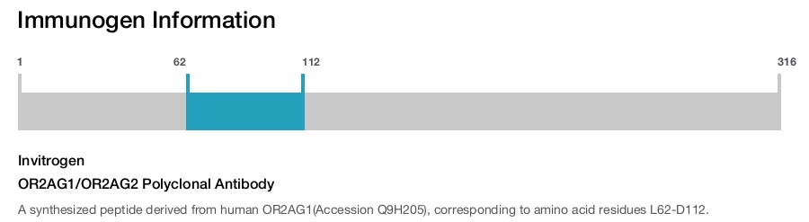 OR2AG1/OR2AG2 Polyclonal Antibody
