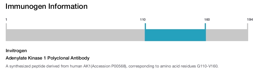 Adenylate Kinase 1 Polyclonal Antibody