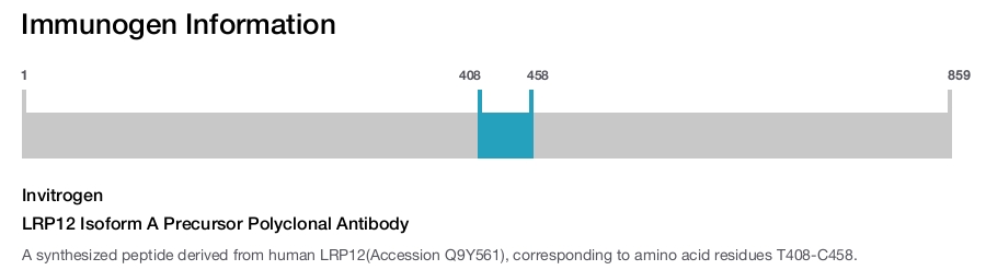 LRP12 Isoform A Precursor Polyclonal Antibody