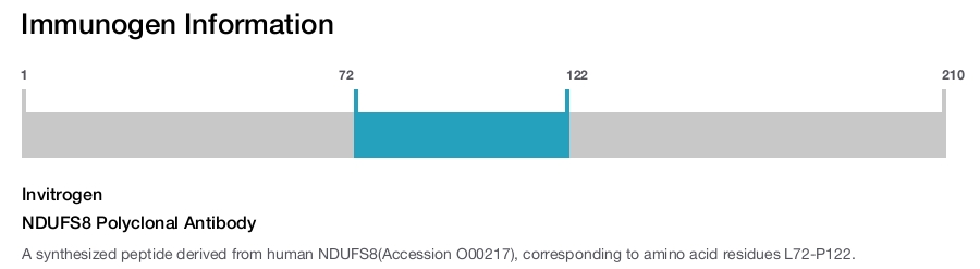 NDUFS8 Polyclonal Antibody