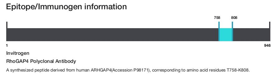 RhoGAP4 Polyclonal Antibody