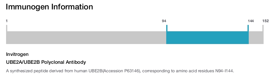 UBE2A/UBE2B Polyclonal Antibody