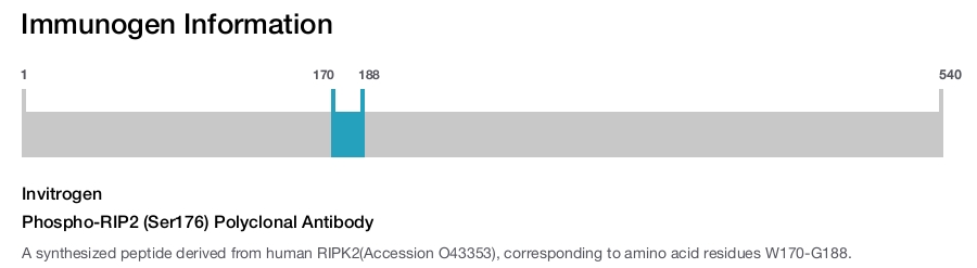 Phospho-RIP2 (Ser176) Polyclonal Antibody