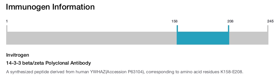 14-3-3 beta/zeta Polyclonal Antibody