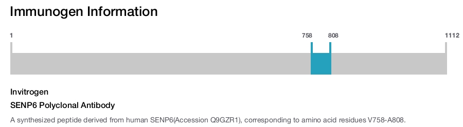 SENP6 Polyclonal Antibody