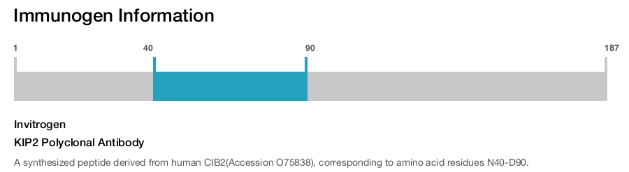 KIP2 Polyclonal Antibody