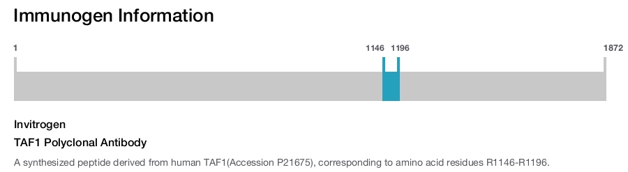 TAF1 Polyclonal Antibody